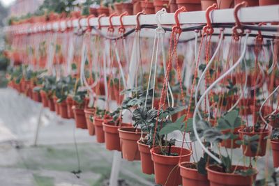 Close-up of potted plants hanging