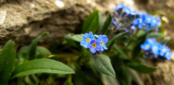 Close-up of purple flowering plant