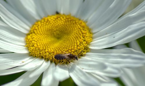 Close-up of honey bee on sunflower