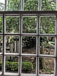 Plants growing through window