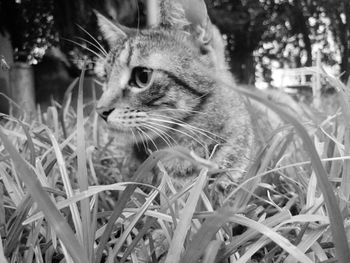 Close-up of cat looking away