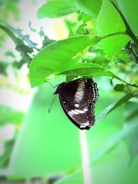 Close-up of butterfly on leaf