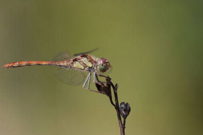 Close-up of insect on plant