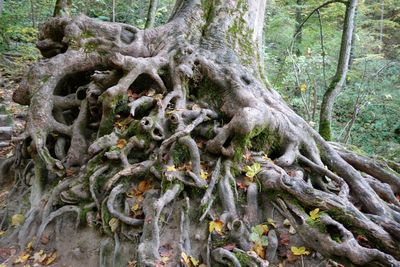 Trees in forest