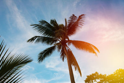 Low angle view of coconut palm tree against sky