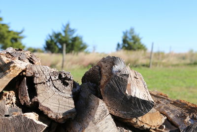 Close-up of logs on tree stump