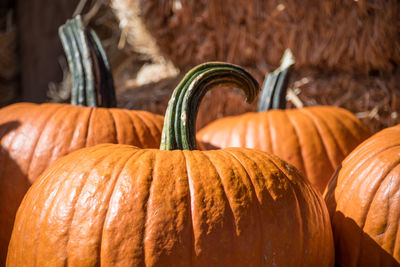 Close-up of pumpkin pumpkins