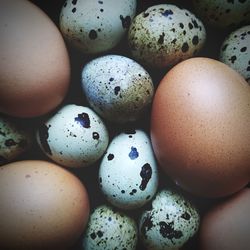 High angle view of eggs in container