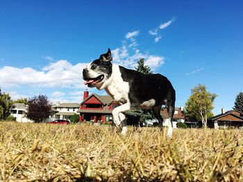 Dog on field against sky