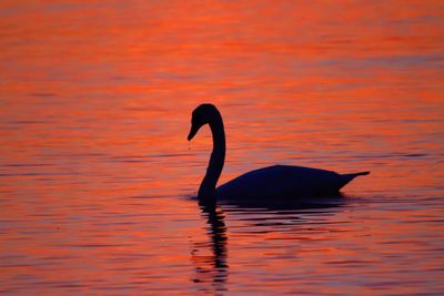 Silhouette duck swimming in lake