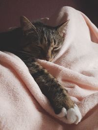 Close-up of cat resting on bed