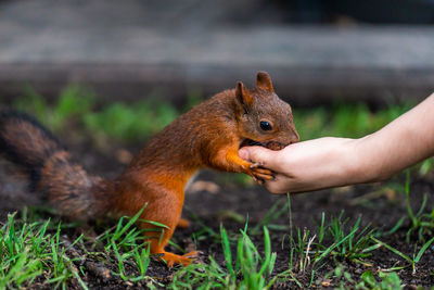 Close-up of hand feeding squirrel