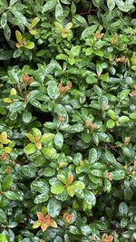 High angle view of plants