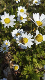 Close-up of white daisy flowers