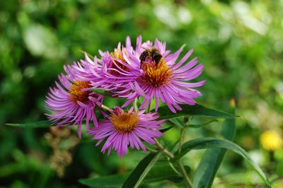 Close-up of purple flower blooming