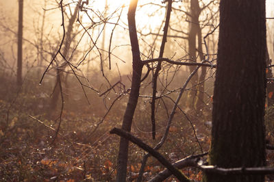 Bare trees in forest