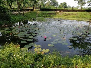 View of birds in lake
