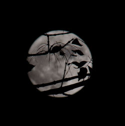 Close-up of person against black background