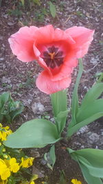 Close-up of flower blooming outdoors