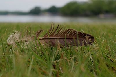 Close-up of plant growing on field