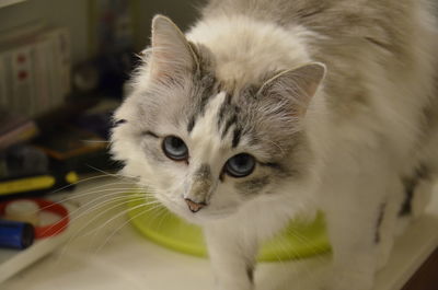 Close-up portrait of cat at home