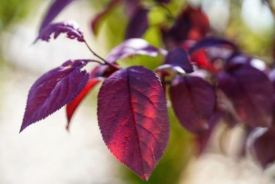 Close-up of autumnal leaves on plant