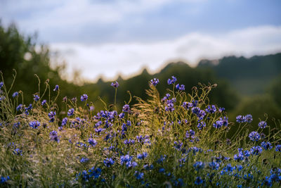 Close-up of purple flowering plants on field