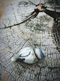 High angle view of lizard on tree stump