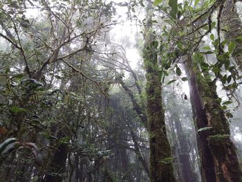 Low angle view of trees in forest