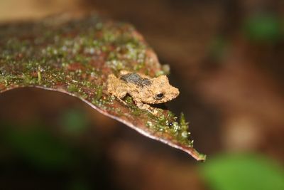 Close-up of frog on leaf