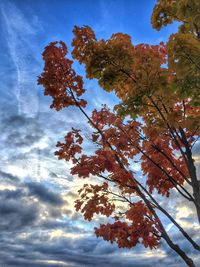 Low angle view of trees against sky
