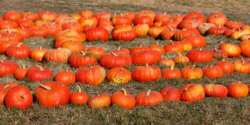 Pumpkins on field