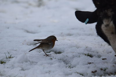 Bird in a snow