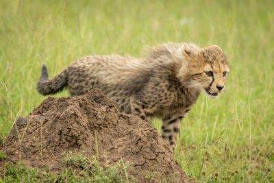 View of a cat on grass