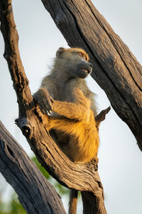 Low angle view of squirrel on tree