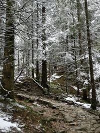 Trees in forest during winter