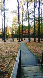 Trees in forest during autumn