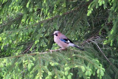 Close-up of bird perching on a tree