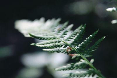 Close-up of fresh green plant