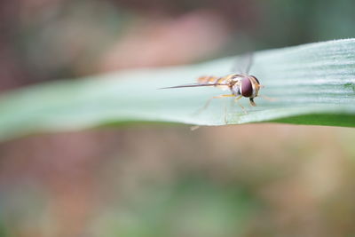 Close-up of fly perching on leaf