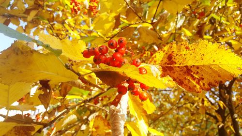 Close-up of maple leaves on tree