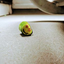 Close-up of fruits on table