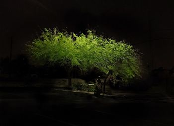 Plants and trees against sky in city at night