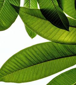 Close-up of green leaves. detailed. focus