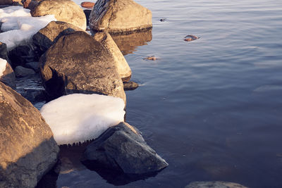 High angle view of bird on rock in lake