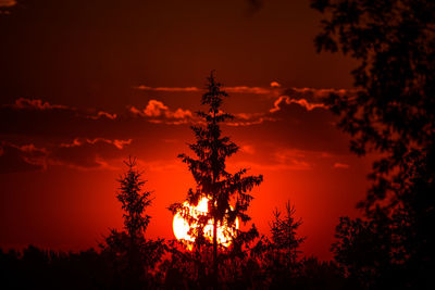 A rising sun behind spruce trees. tree silhouette against the sunrise skies. summertime scenery.