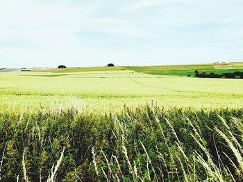 Scenic view of field against sky