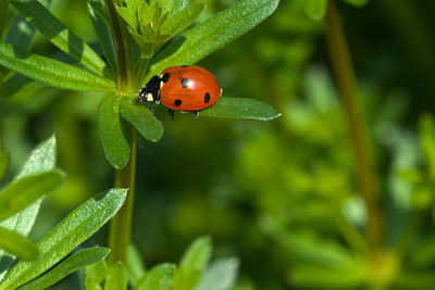 ladybug