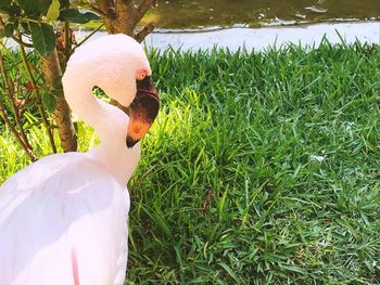 Close-up of bird on grass