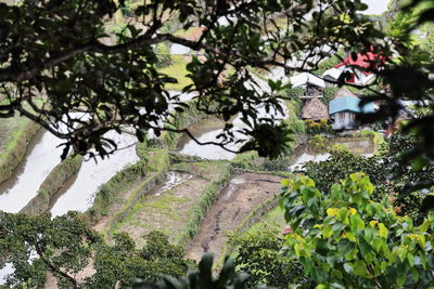 Scenic view of flowering plants by trees